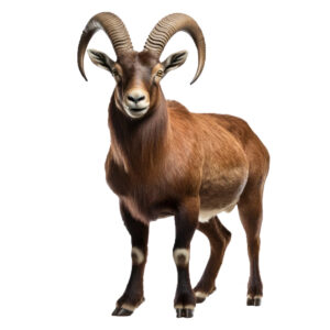 Full male Goat