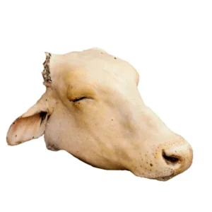 Cow head