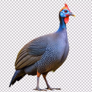 Awo bird/ Guinea bird